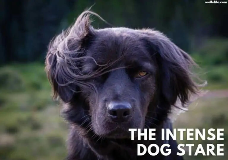 Why Does My Dog Stare At Me? [The Truth About What It Means]