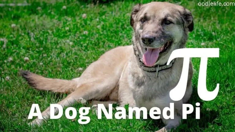 53 Best Three Legged Dog Names (Actually Good)