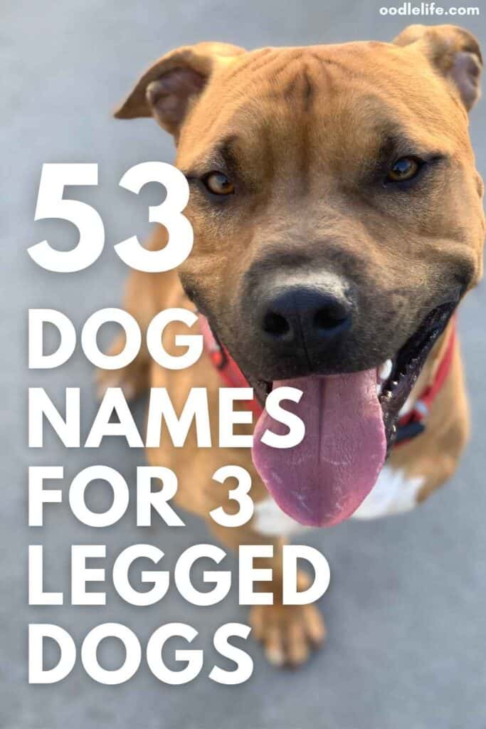 best three legged dog names