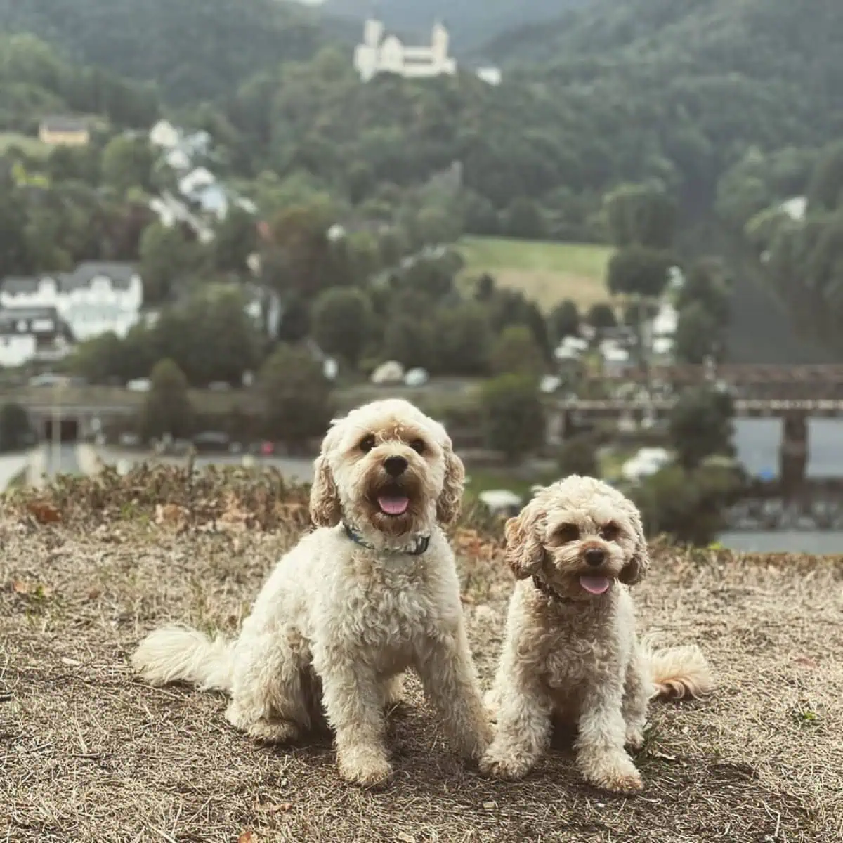 two Cavapoos sit outdoors