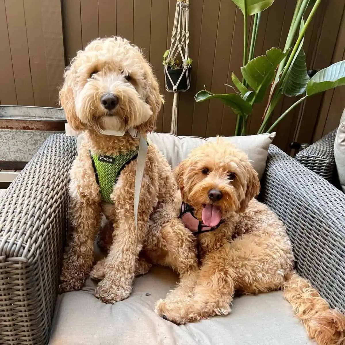 two Goldendoodles sit on a chair