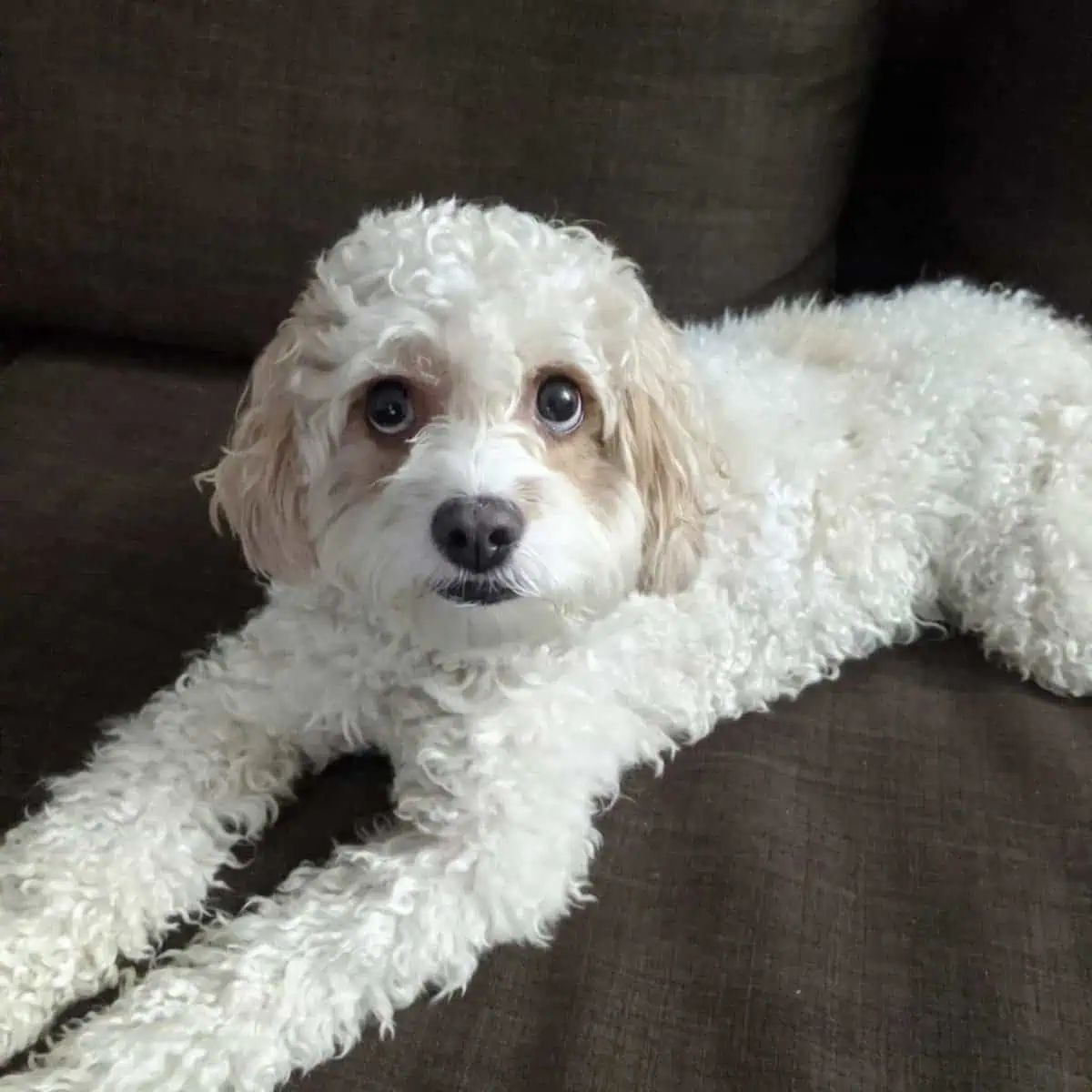 waiting Cavapoo for its owner