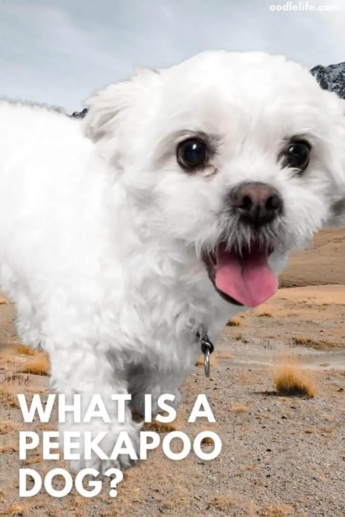 what is a peekapoo dog