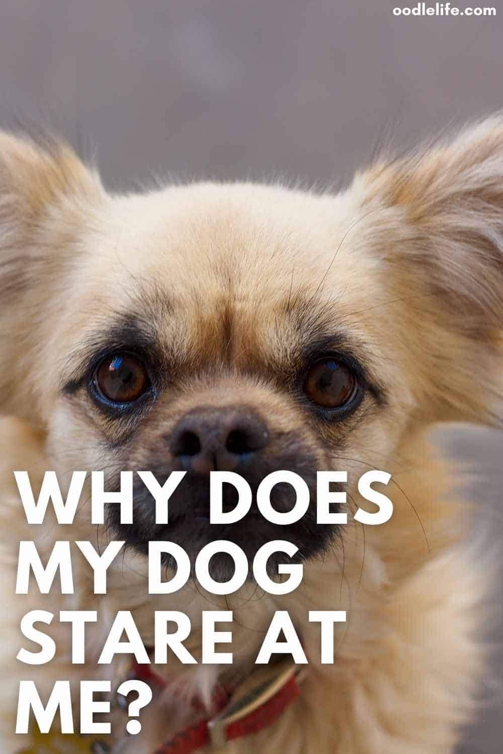 Why Does My Dog Stare At Me? [The Truth About What It Means] Oodle Life