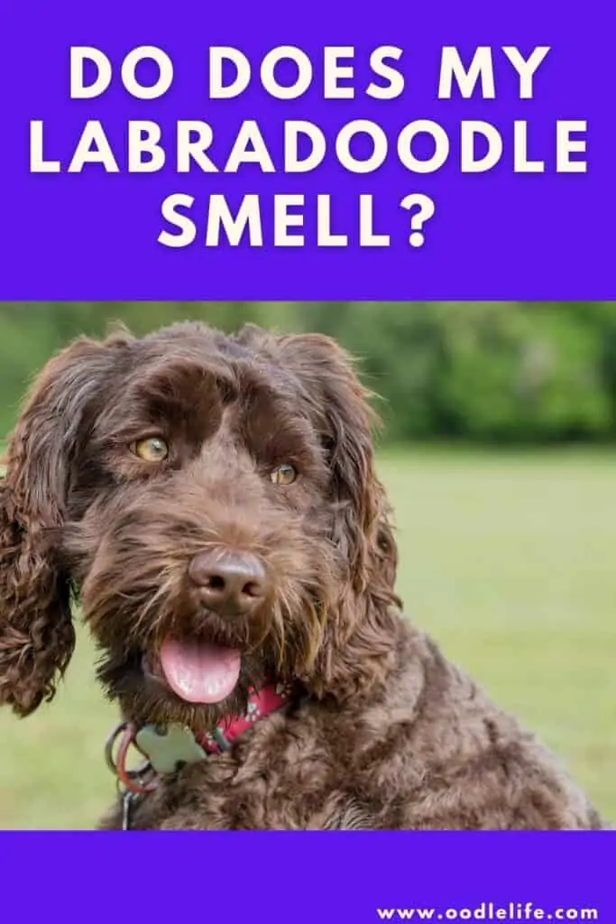 why does my labradoodle smell