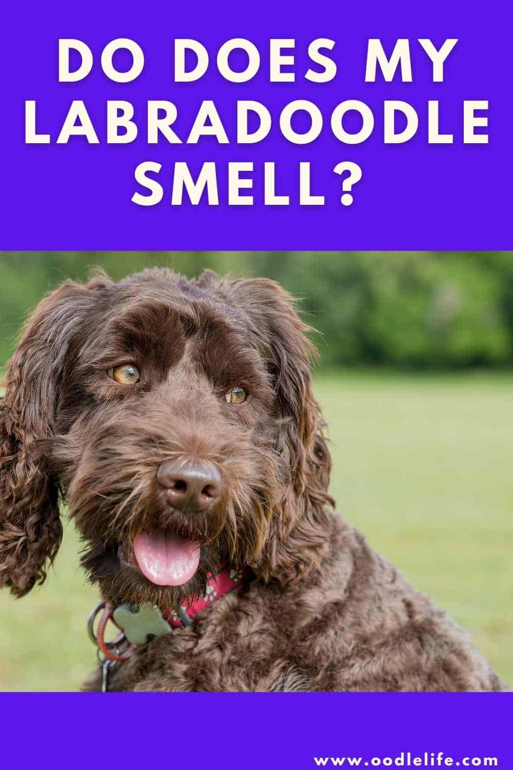 Why Does My Labradoodle Smell? Oodle Life