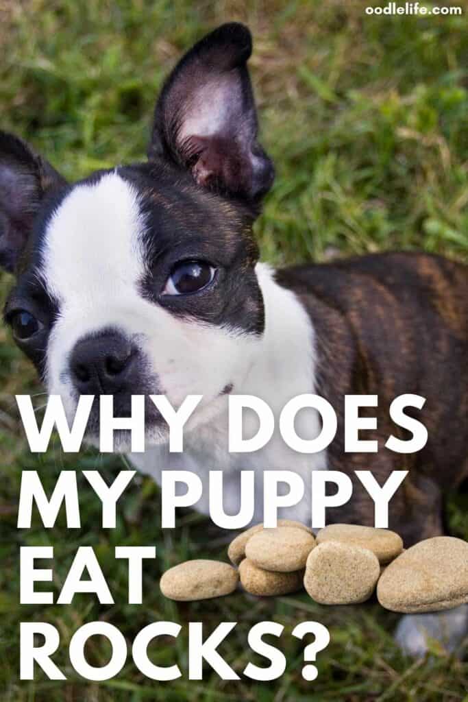 Why Does My Puppy Eat Rocks? [Dog Eating Rocks Behavior Explained