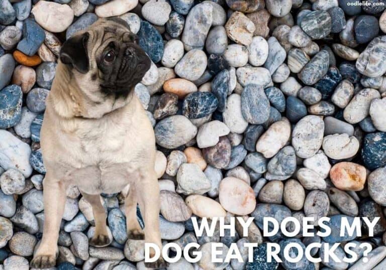 Why Does My Puppy Eat Rocks? [Dog Eating Rocks Behavior Explained