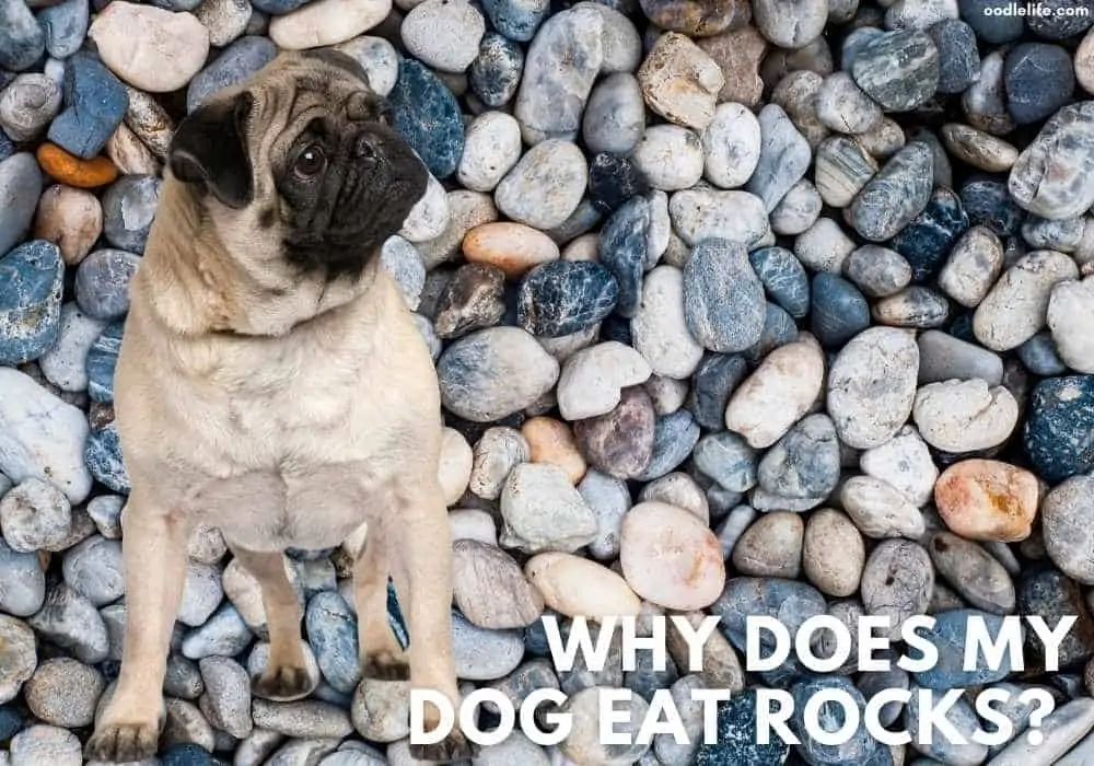 why dog eat stones
