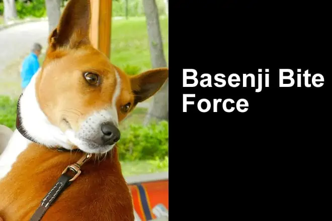 Basenji Bite Force (Stats) How Strong is a Basenji’s Bite?