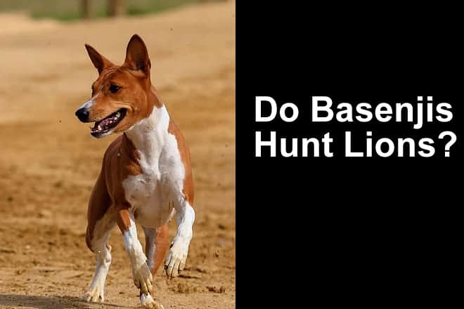 Basenji shop hunting lions