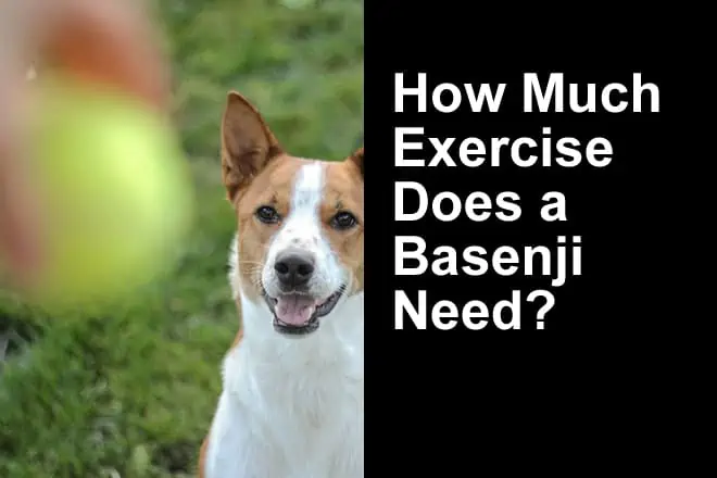 How Much Exercise Does a Basenji Need?