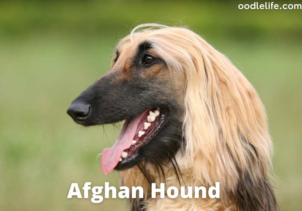 afghan hound dog