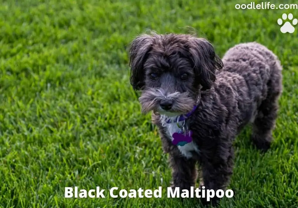 all black coated maltipoo