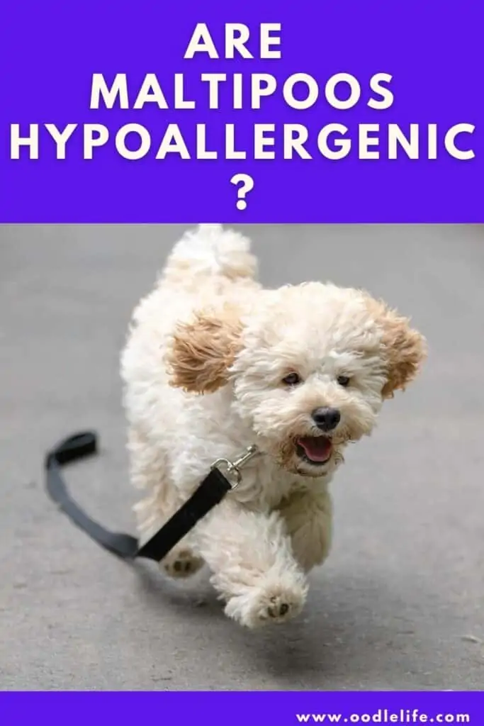 are maltipoos hypoallergenic
