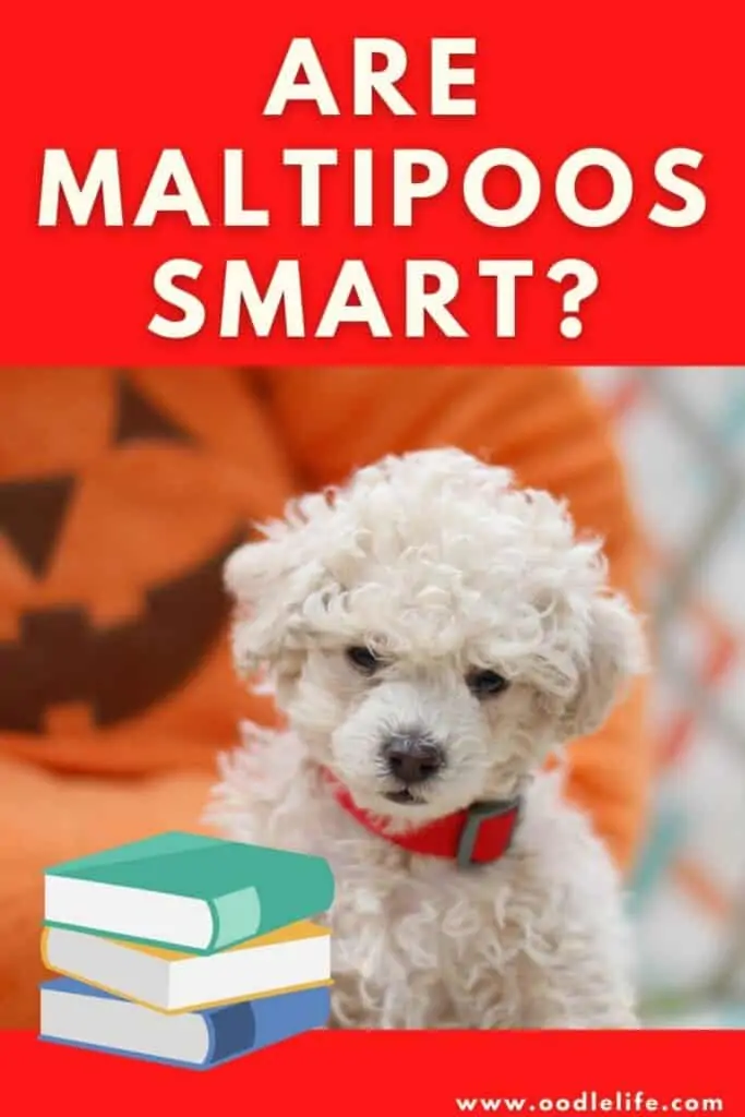 are maltipoos smart