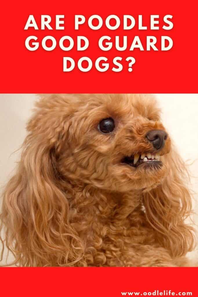 Are Poodles Good Guard Dogs? Oodle Life