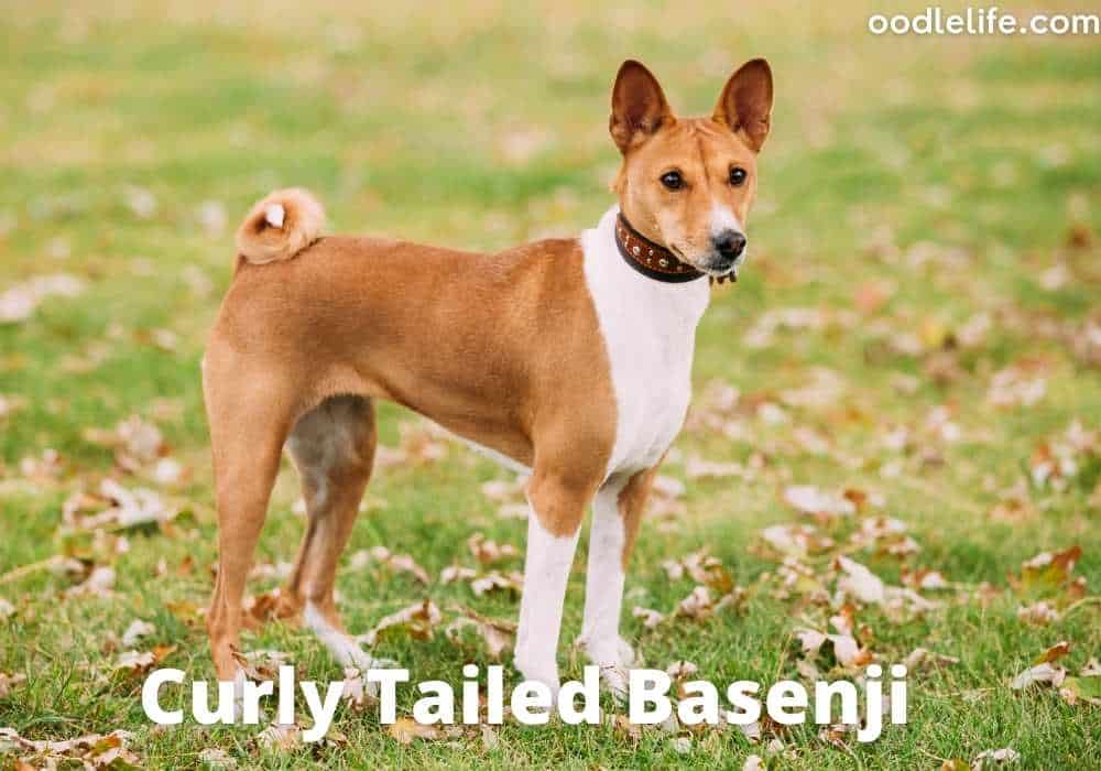 curly tailed basenji