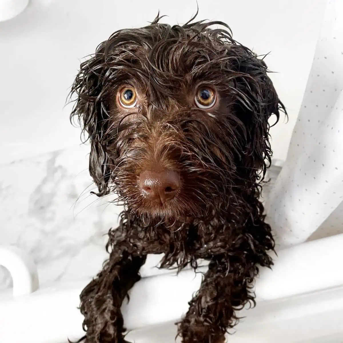 bathing a brown-nosed Cockapoo