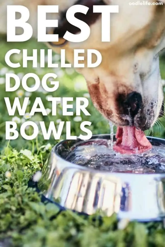 best chilled dog water bowls