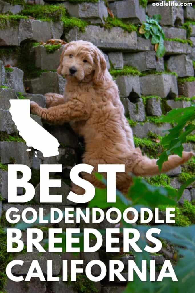 best goldendoodle breeder california