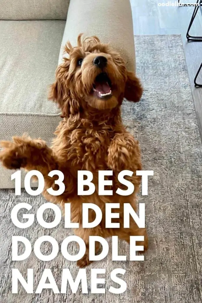 best goldendoodle names