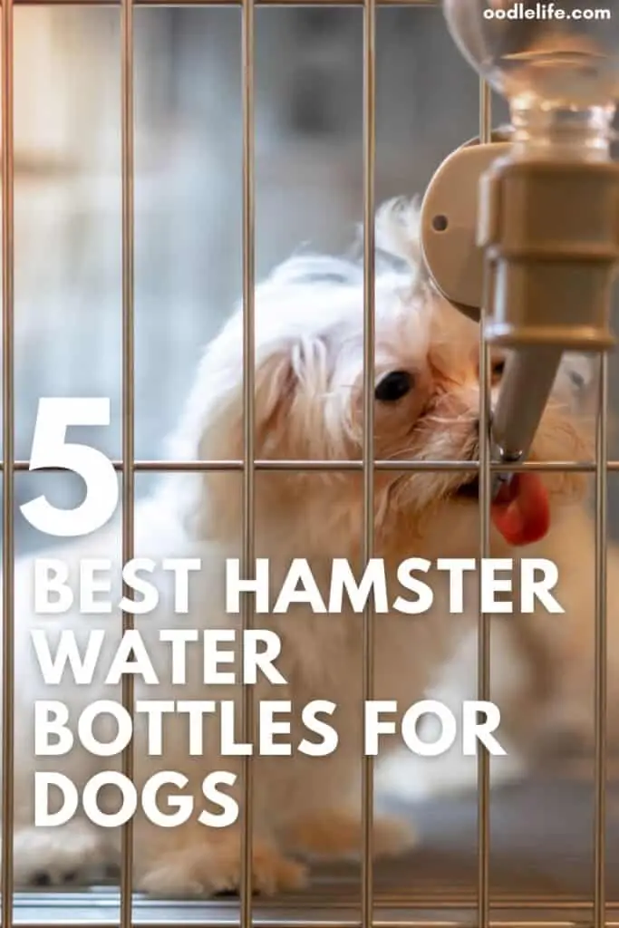 best hamster water bottles for dogs