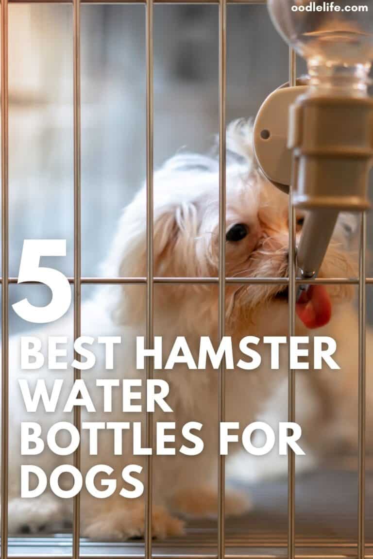The 5 Best Hamster Water Bottles For Dogs Oodle Life