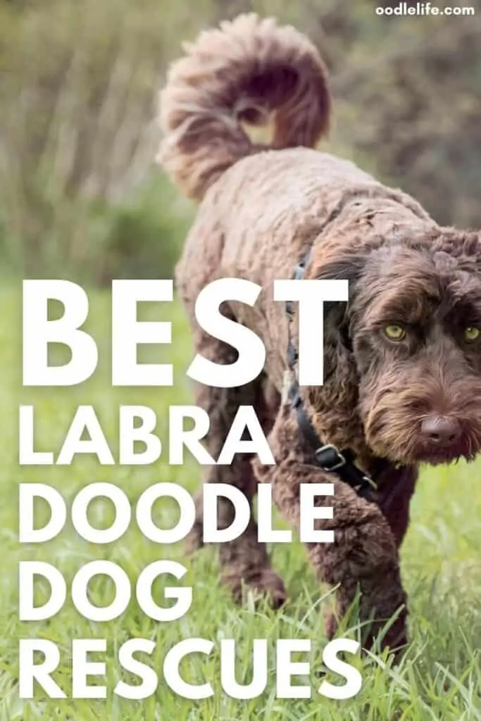 best labradoodle rescues