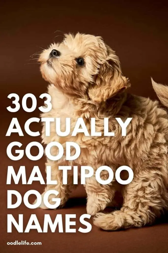 best maltipoo dog names