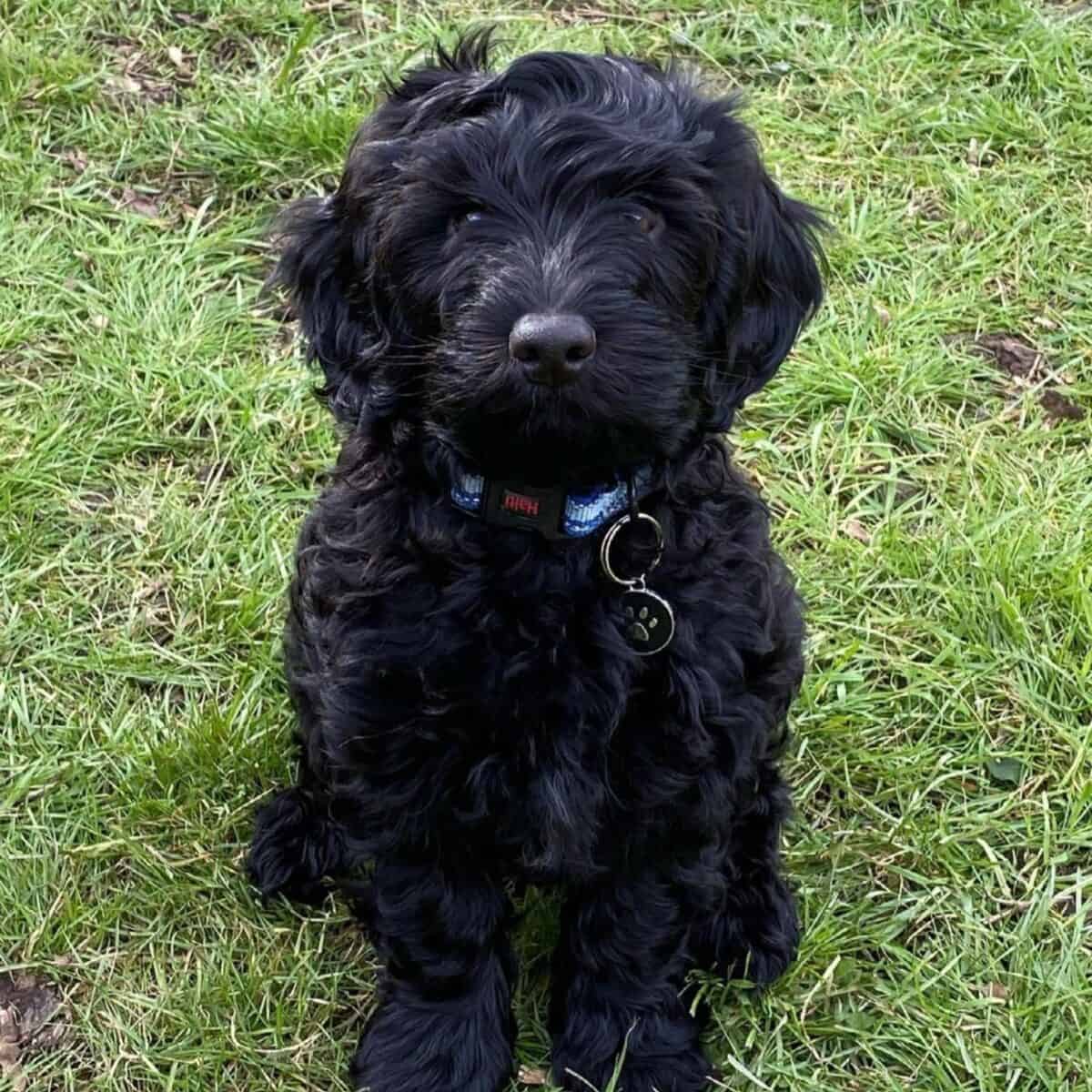 black Cockapoo puppy sitting perfectly