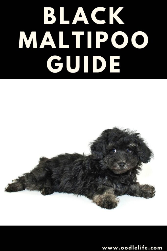 Top 7 black full grown maltipoo puppies 2022