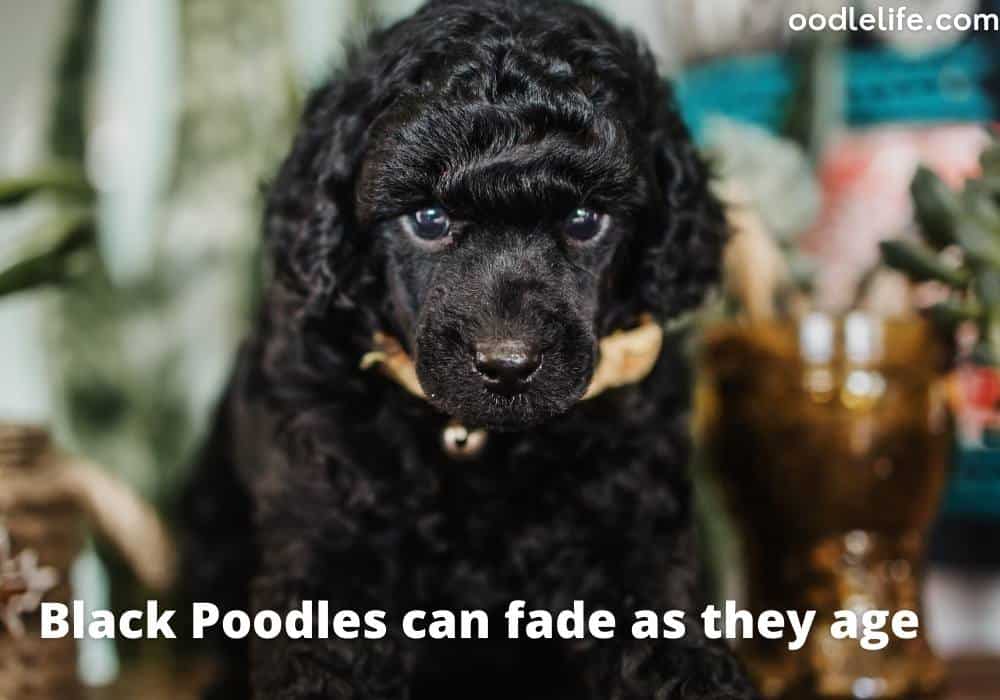 black poodle puppy fading as they age