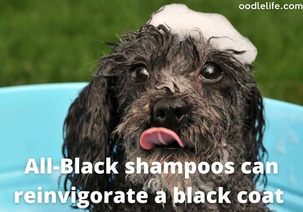 Black shampoo for poodle