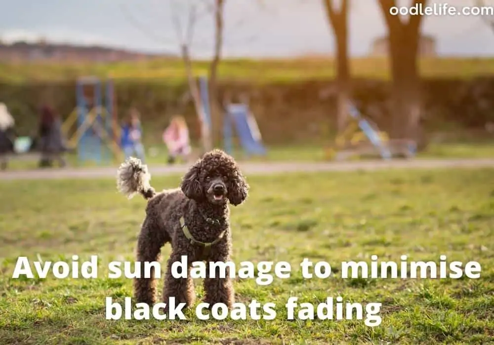 sun damage poodle coat
