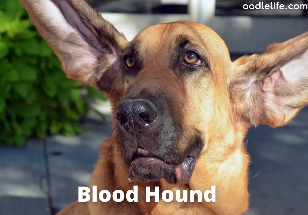 blood hound