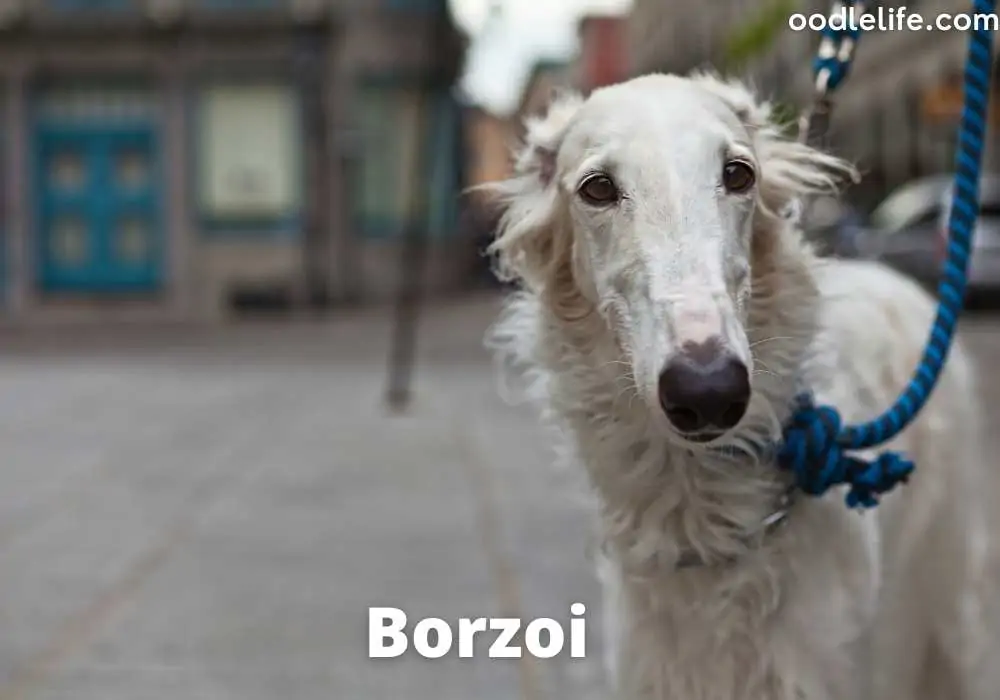 Borzoi dog