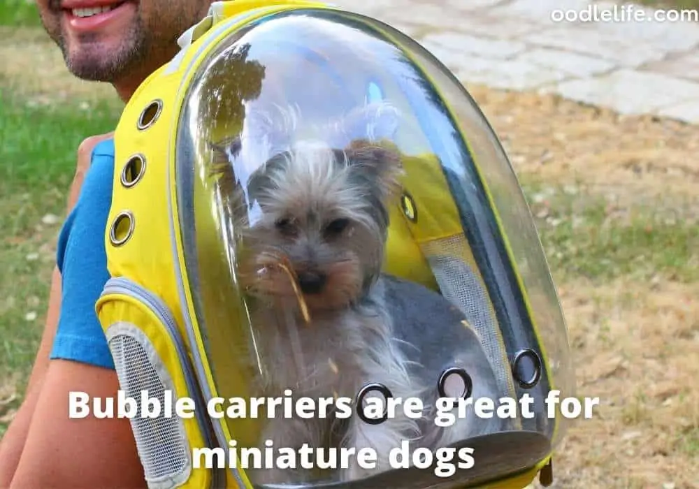 a bubble dog carrier