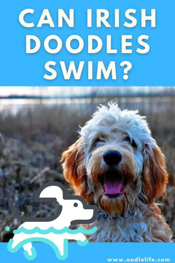 can irish doodles swim