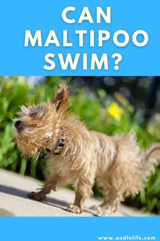 Can Maltipoos swim?