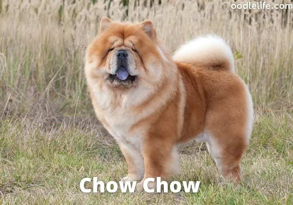 a chow chow with a curly tail