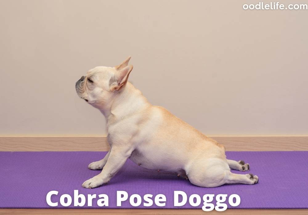 a pug in the cobra pose doing some dog yoga