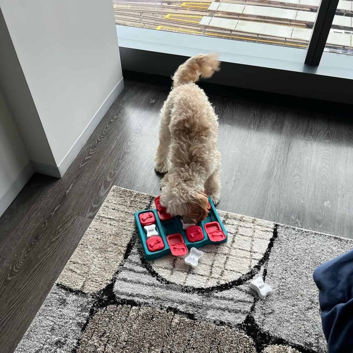 Cockapoo busy with toy