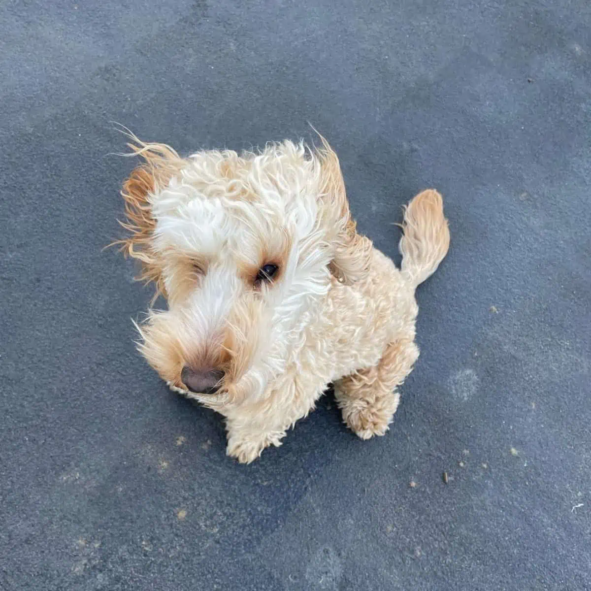 Cockapoo hair is blowing