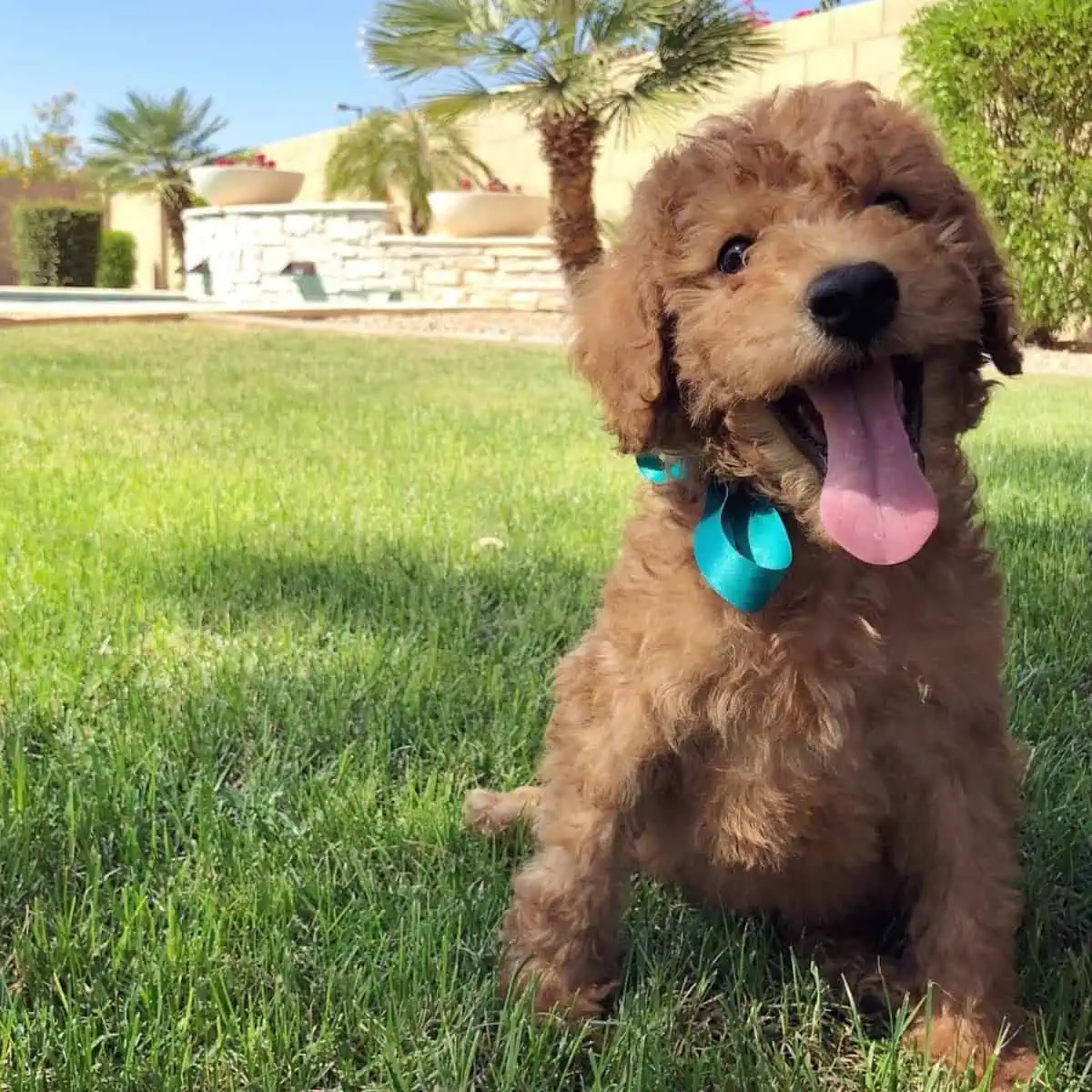 contented Goldendoodle with his new owner