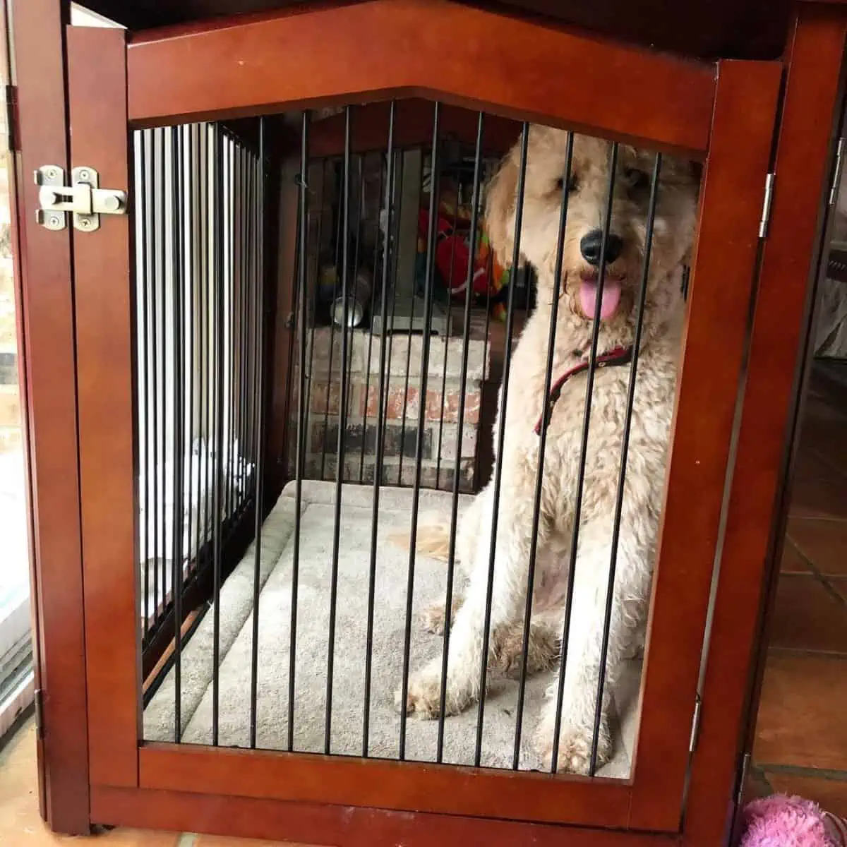 crate training for old Goldendoodle