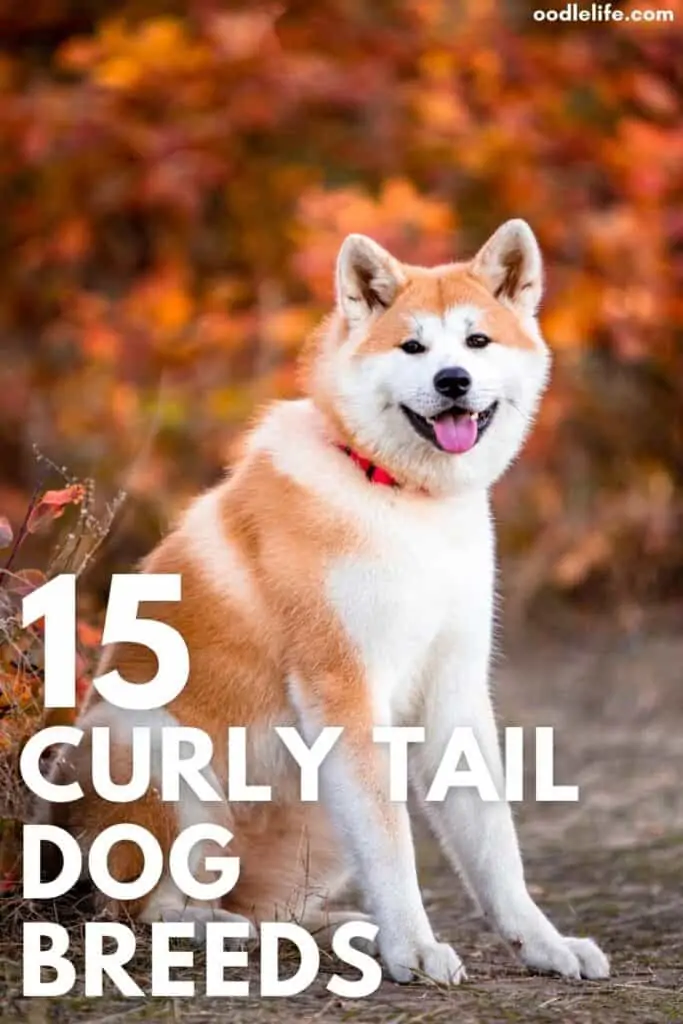 dogs with curly tails