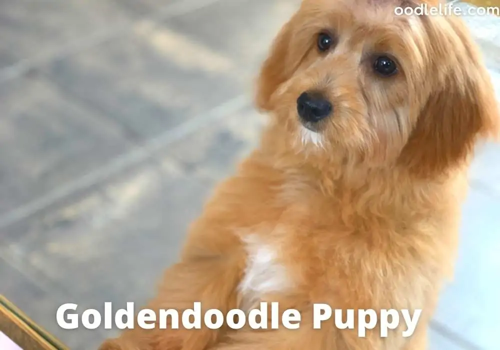Goldendoodle puppy looks upwards with cute eyes