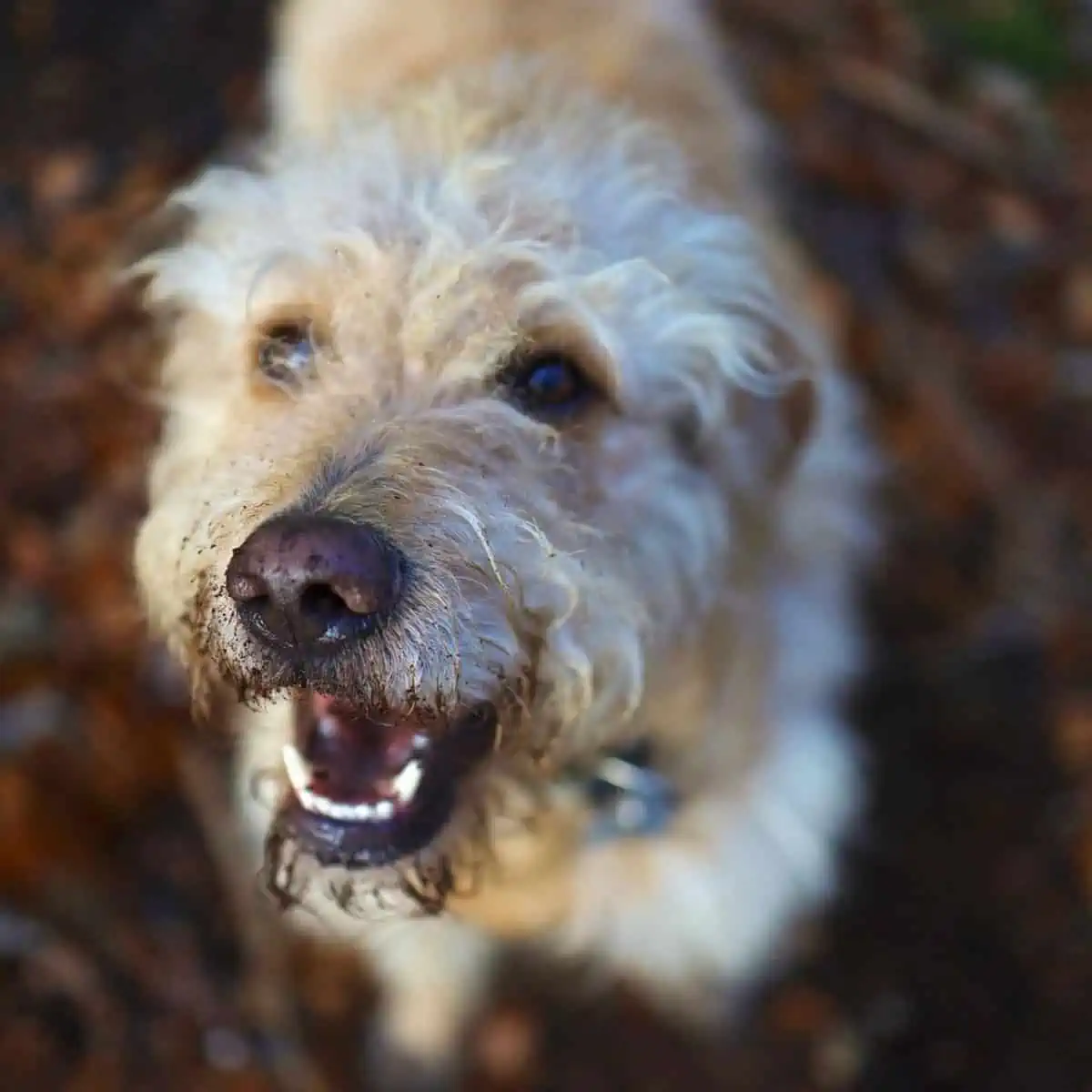 dirty snout after a play