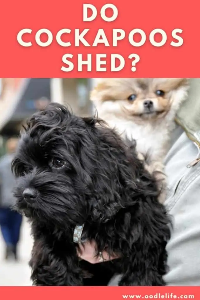 do cockapoos shed